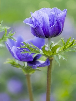ANEMONE Mona Lisa Blue